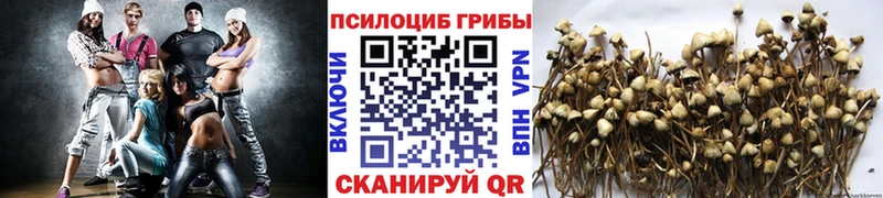 Псилоцибиновые грибы прущие грибы  гидра ссылка  Выборг 